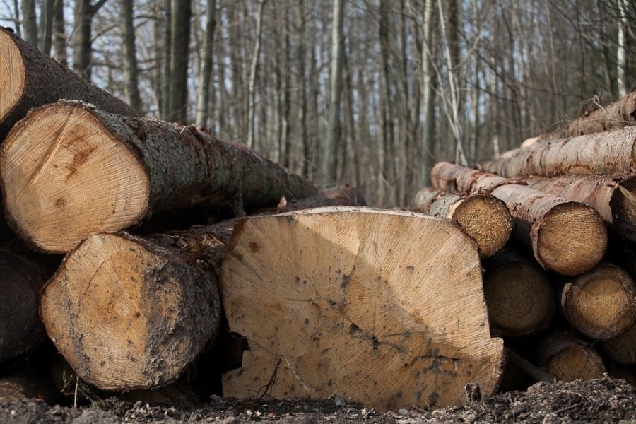 В Госдуму внесен законопроект об ограничении вывоза деловой древесины из России