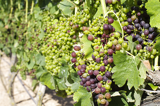 Госдума приняла закон о виноградарстве и виноделии